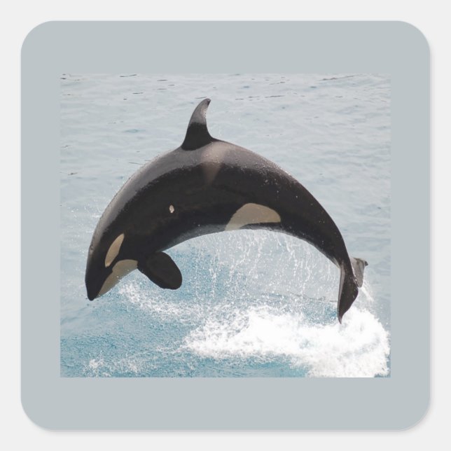 Adesivo Quadrado Baleia de Washington Orca (Frente)