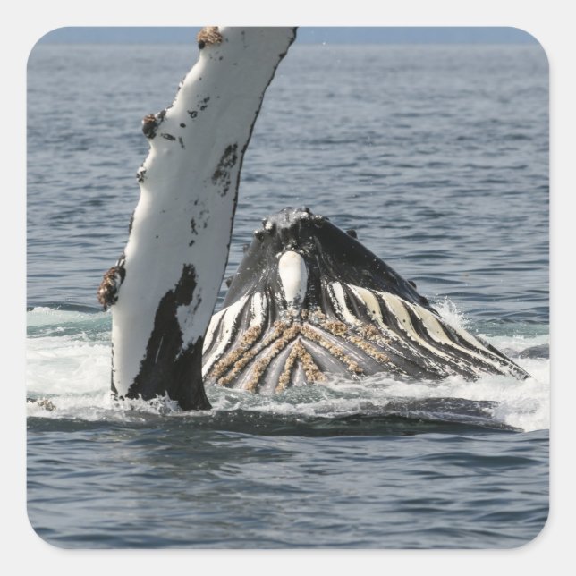 Adesivo Quadrado Baleia-jubarte (Frente)