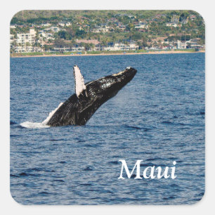 Adesivo Quadrado Baleia-jubarte invade autocolantes Maui