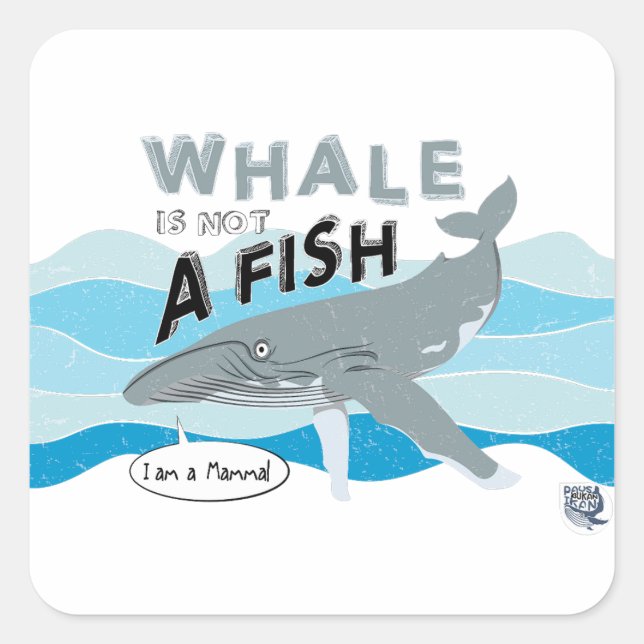 Adesivo Quadrado Baleia não é um peixe (Frente)