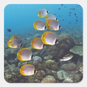 Adesivo Quadrado Bali, Indonésia