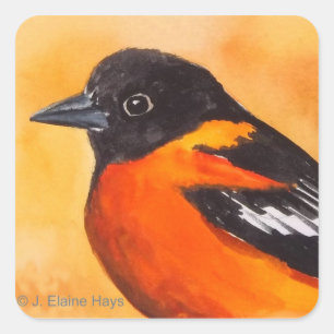 Adesivo Quadrado Baltimore Oriole Bird Sticker