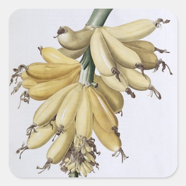 Adesivo Quadrado Banana, 1816 (Frente)