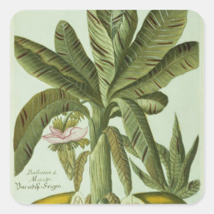 Adesivo Quadrado Banana, de Phytanthoza Iconographi de J. Weinmann
