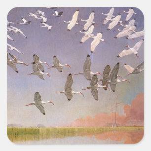 Adesivo Quadrado Bando de Ibis sobrevoando Zonas Úmidas, Aves Vinta
