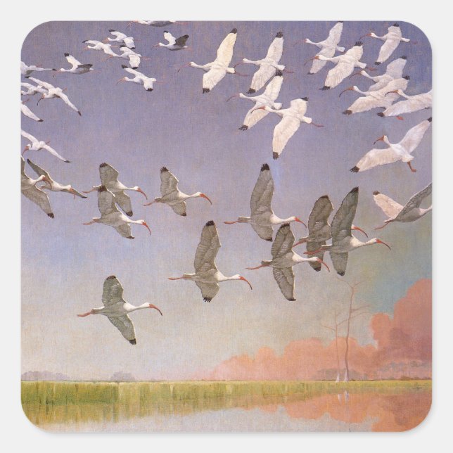 Adesivo Quadrado Bando de Ibis sobrevoando Zonas Úmidas, Aves Vinta (Frente)