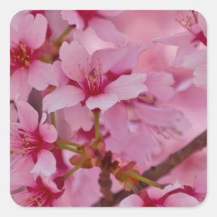 Adesivo Quadrado Banhado em flores de cerejeira japonesas cor-de-ro