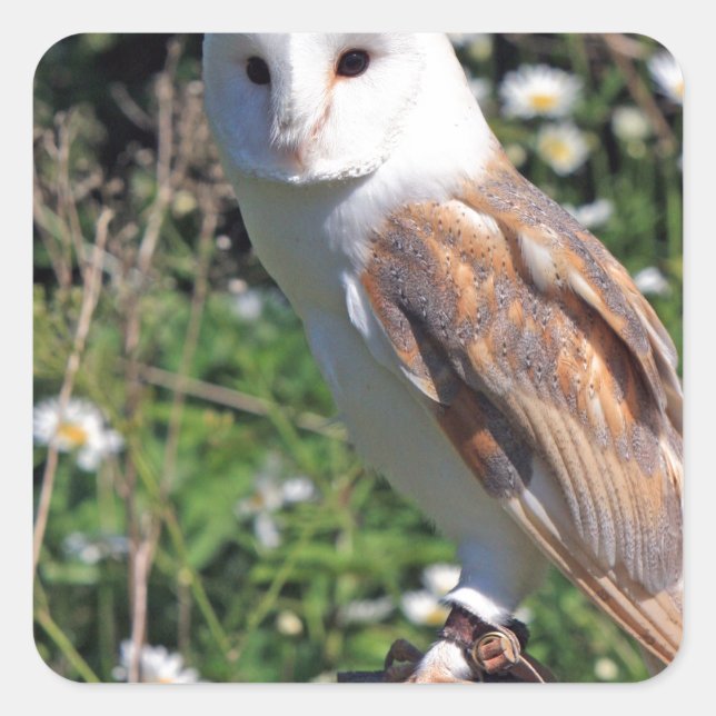 Adesivo Quadrado Barn Owl (Frente)
