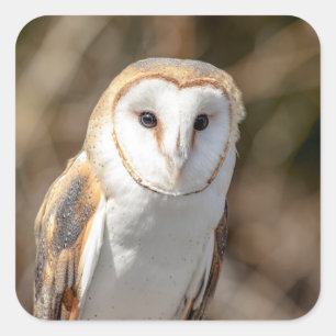 Adesivo Quadrado Barn Owl