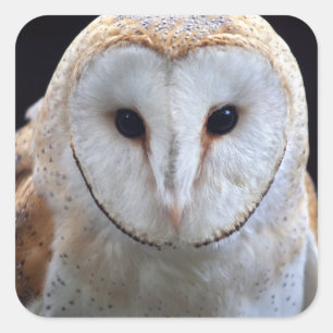 Adesivo Quadrado Barn Owl Sticker
