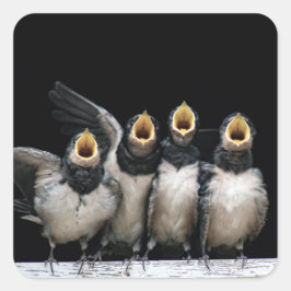 Adesivo Quadrado Barn Swallow Singing