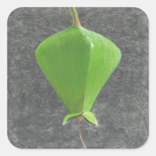 Adesivo Quadrado Barringtonia Acutangula