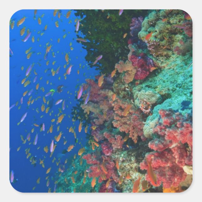 Adesivo Quadrado Bassletinhas Fadas (Pseudanthias (Frente)