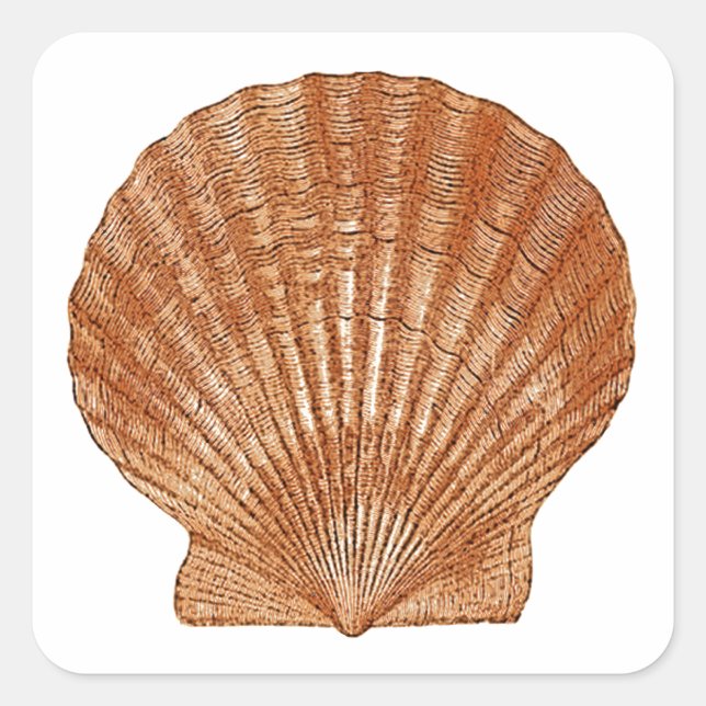 Adesivo Quadrado Bay Scallop Shell (Frente)