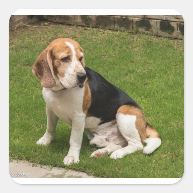 Adesivo Quadrado Beagle (Frente)