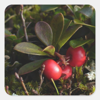 Adesivo Quadrado Bearberry, Arctostaphylus uva-ursi