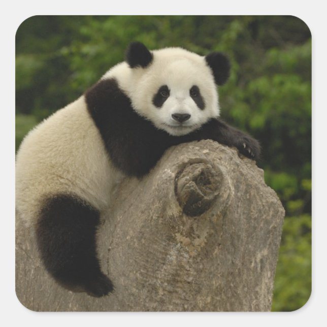 Adesivo Quadrado Bebê de panda gigante (Frente)