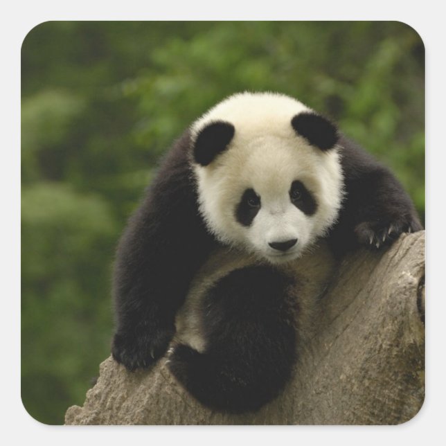 Adesivo Quadrado Bebê de panda gigante (Frente)