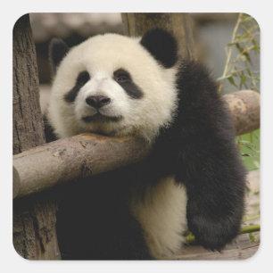 Adesivo Quadrado Bebê de panda gigante (Ailuropoda melanoleuca)