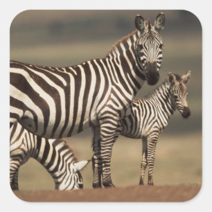 Adesivo Quadrado Bebê de zebra-da-planície com a mãe