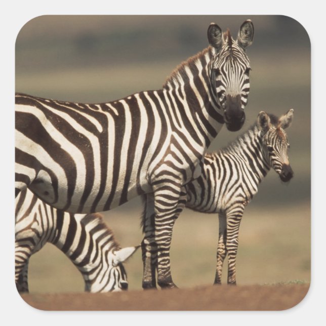 Adesivo Quadrado Bebê de zebra-da-planície com a mãe (Frente)