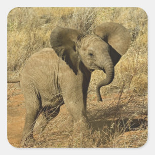 Adesivo Quadrado Bebê Elefante Africano, Loxodonta Africana,