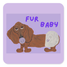 Bebê Furão Dachshund Filhote