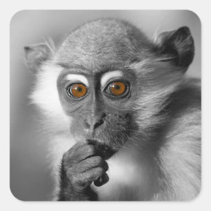 Adesivo Quadrado Bebê Mangabey Mackey