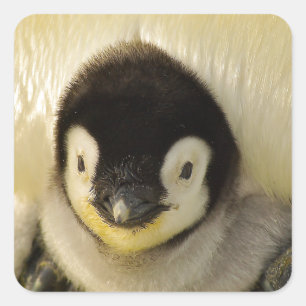 Adesivo Quadrado Bebê pinguim
