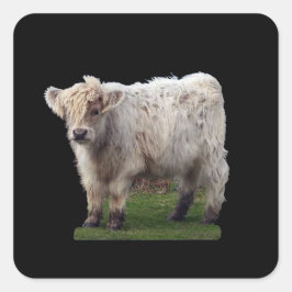 Adesivo Quadrado Bebê Vaca "Moo" Highland Fofa Arte de Animal de Fa