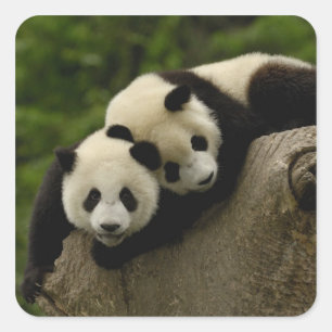 Adesivo Quadrado bebês de panda gigante (Ailuropoda melanoleuca)