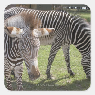 Adesivo Quadrado Bedfordshire, Inglaterra