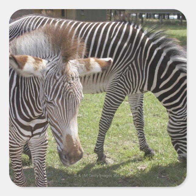 Adesivo Quadrado Bedfordshire, Inglaterra (Frente)