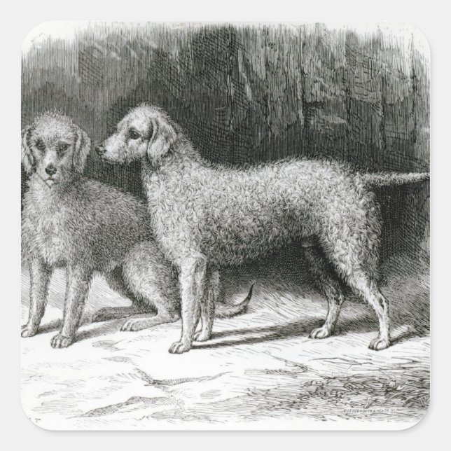 Adesivo Quadrado Bedlington Terriers- F. Armstrong (Frente)