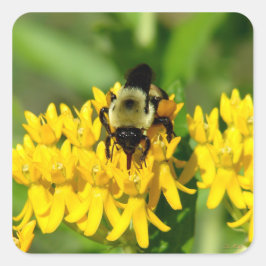 Adesivo Quadrado Bee Feasting on Butterfly Weed Wildflowers