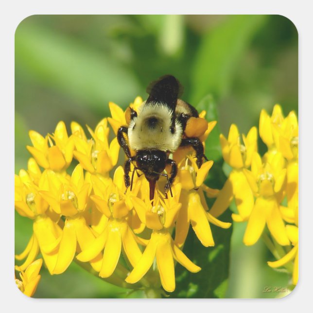 Adesivo Quadrado Bee Feasting on Butterfly Weed Wildflowers (Frente)