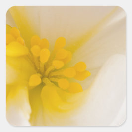 Adesivo Quadrado Begonia Branca