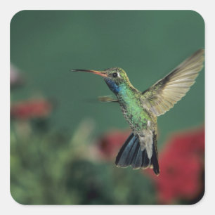 Adesivo Quadrado Beija-flor-de-bico-largo, Cynanthus