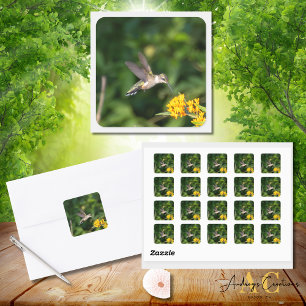 Adesivo Quadrado Beija-flor-de-garganta-rubra em Butterfly Weed