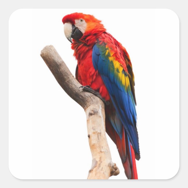 Adesivo Quadrado Bela Colorida Macaw Parrot Bird (Frente)