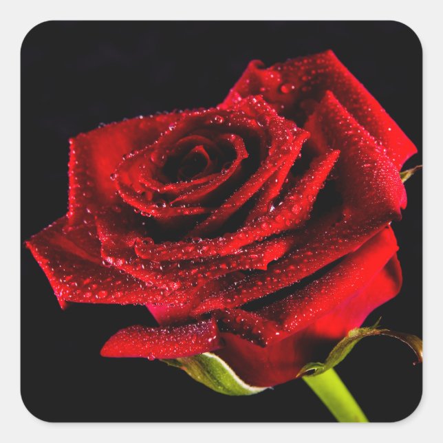 Adesivo Quadrado Bela rosa vermelha (Frente)
