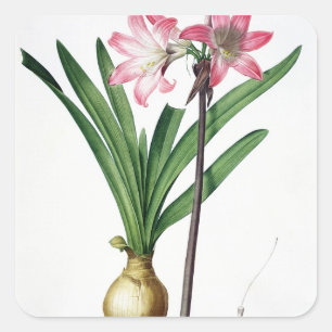 Adesivo Quadrado Beladona do Amaryllis, de "Les Liliacees", engrav