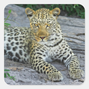 Adesivo Quadrado belas bengalas-leopardo