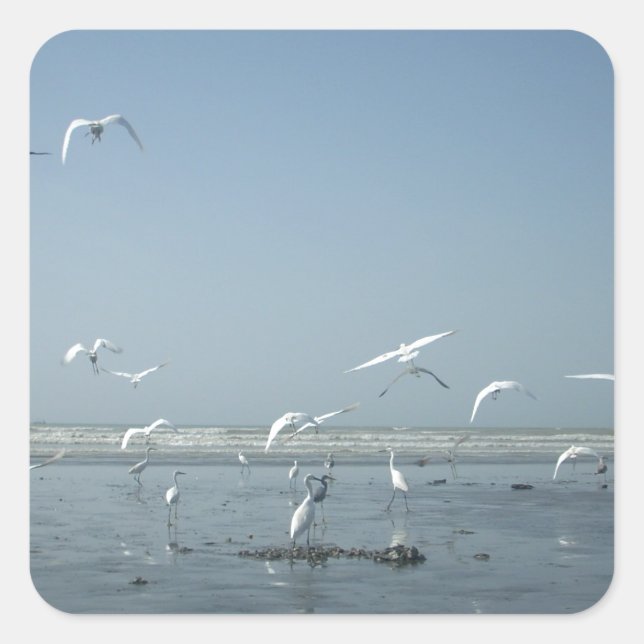 Adesivo Quadrado Belas guindastes voando sobre o Balé da natureza (Frente)