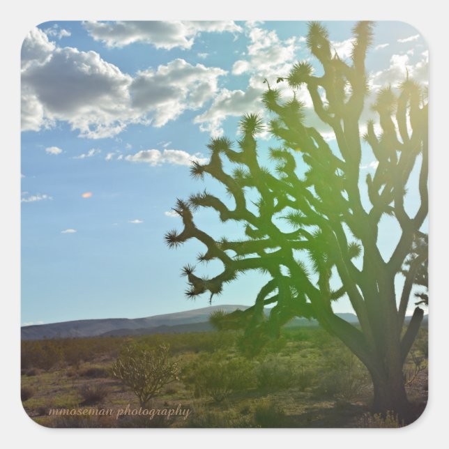 Adesivo Quadrado Beleza do Deserto (Frente)