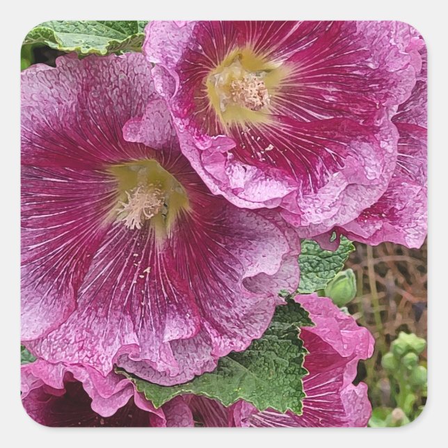 Adesivo Quadrado Beleza hollyhock rosa (Frente)