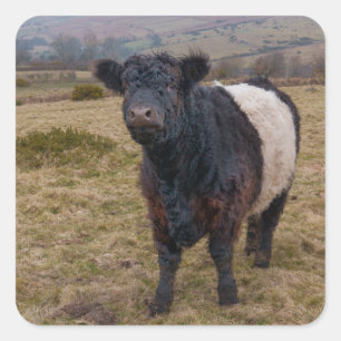 Adesivo Quadrado Belga Galloway Sentindo Orgulho em Dartmoor Farmla