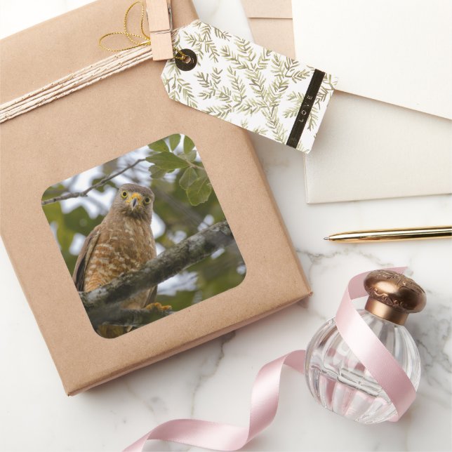 Adesivo Quadrado Belize Brown Roadside Hawk Fotografia (Presentear)