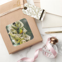 Belize Olive Euphonia Bird Fotografia