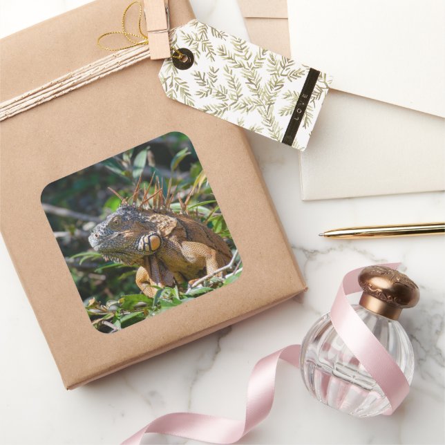 Adesivo Quadrado Belize Orange Iguana Lizard Fotografia (Presentear)